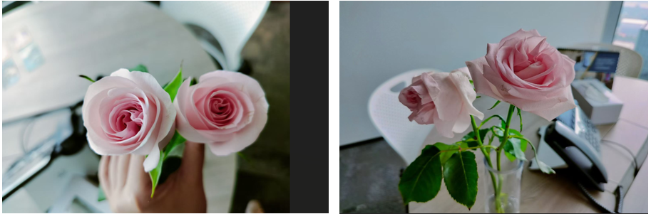 Experiment 1 — hands-on Reiki, the flower that received Reiki beside the one that did not