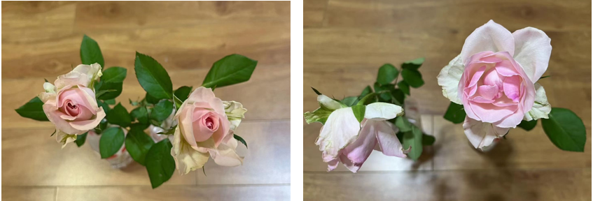 Experiment 2 — distance Reiki sent from Singapore to a flower in Shanghai, beside the flower that received none