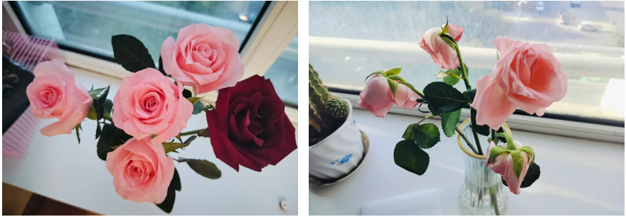 Experiment 3 — one flower of five received a Reiki symbol, observed over three days